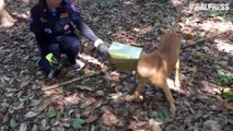 Dog With Tin On Head Rescued