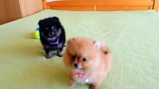 Female Pomeranian Puppies for Sale