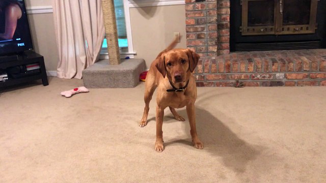 Comment jouer avec son chien et son chat en même temps