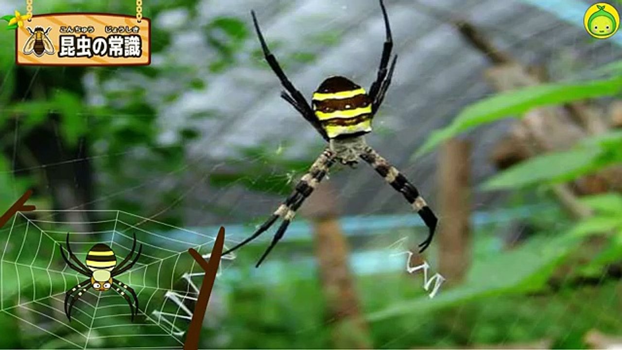 [まめきゅんの昆虫探検#24] クモの巣を脱出！【MAMEKYUNN】