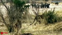 Baboons Save Impala From Cheetah BIG CATS Hunting Lions Tigers Cheetahs Bear Elephant Komodo