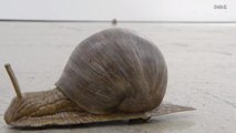 A Couple Mechanical Snails Crawling Around the Floor Are Now Art