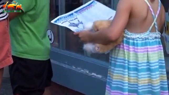 WHY SHARKS ATTACK PEOPLE. Attack of sharks on people - Documentary Films