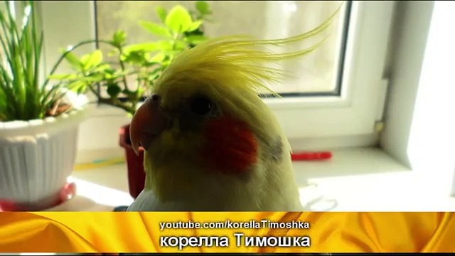 Как научить кореллу петь. Как поет корелла. Cockatiel sings