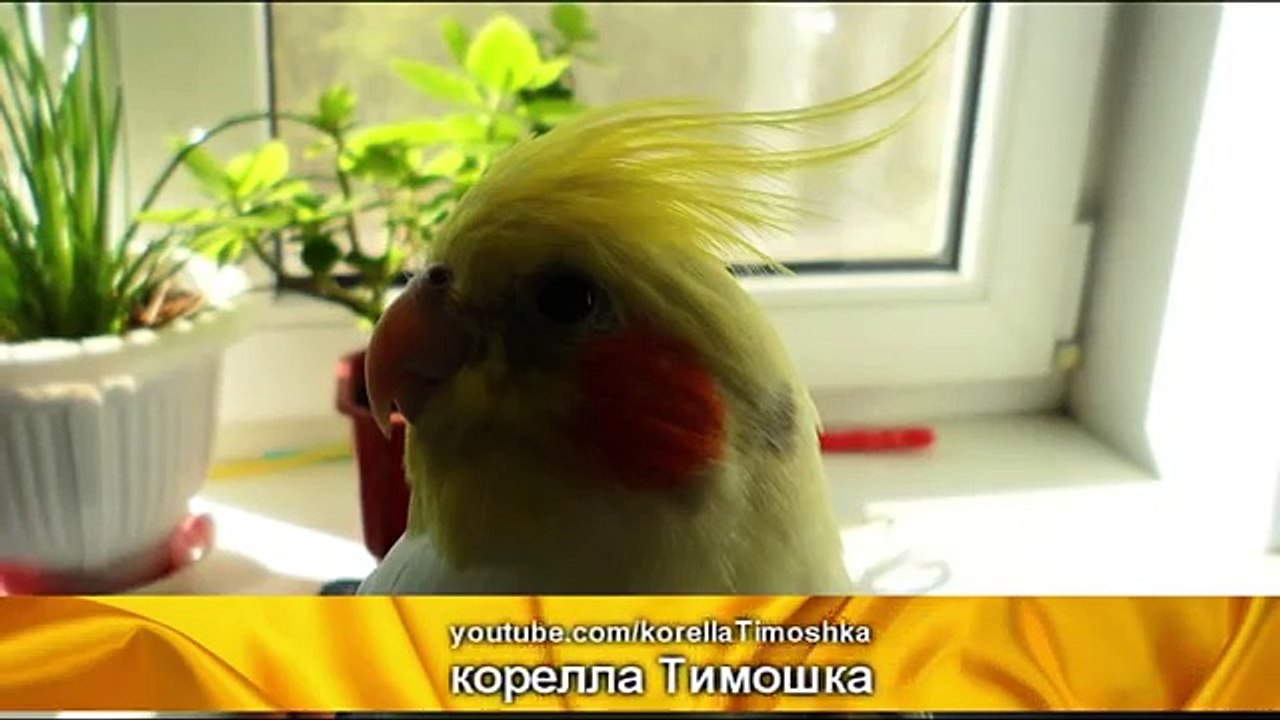 Как научить кореллу петь. Как поет корелла. Coc...