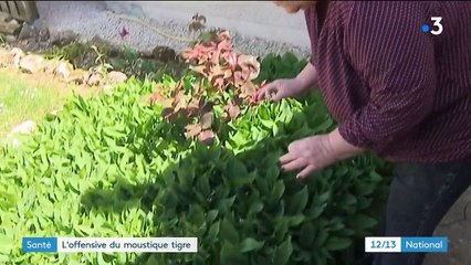 Santé : les moustiques de retour plus tôt que prévu