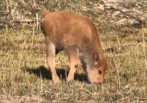 Bison Calving Season Starts in Yellowstone National Park