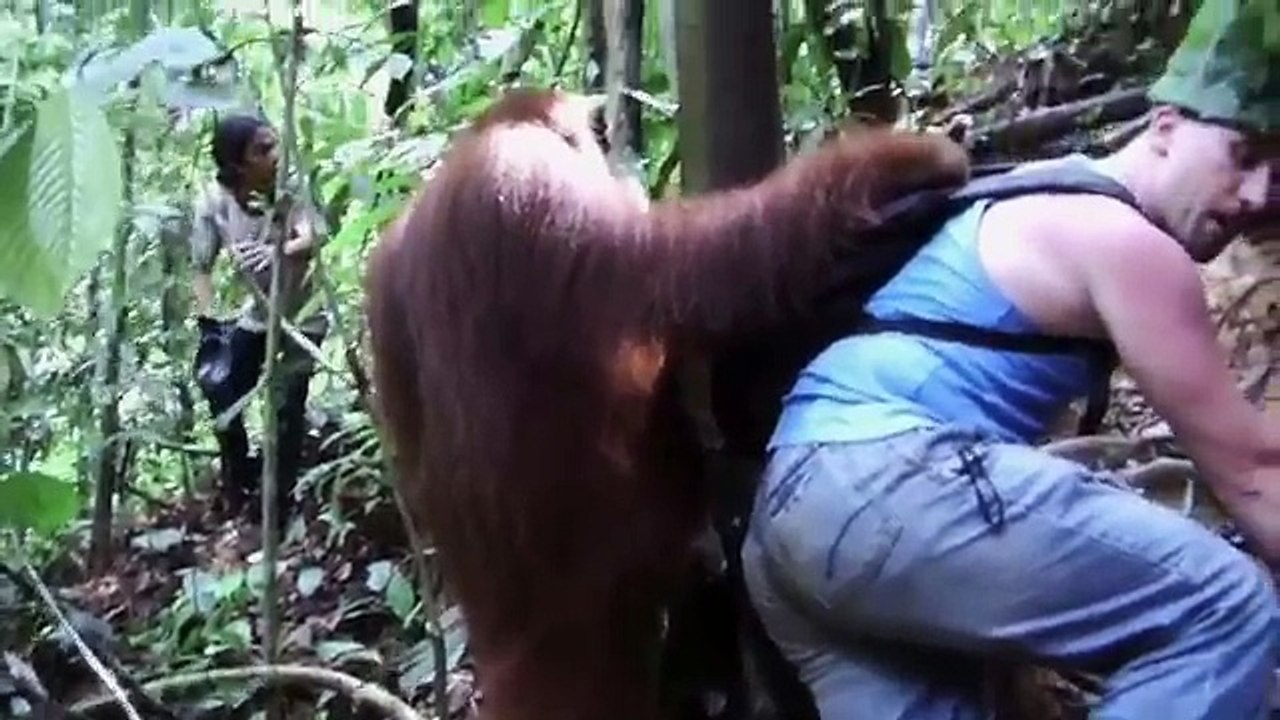 Orangutan ATTACKS in jungle (real video in FULL HD 1080p)
