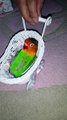 Bird Rides in Tiny Carriage