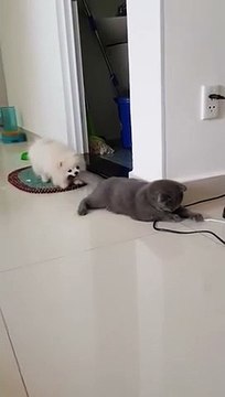 Un chat qui semble ne pas avoir de problème avec le petit chien qui le tire par la queue !