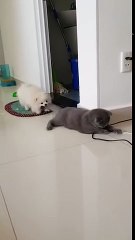 Un chien tire un chat par la queue