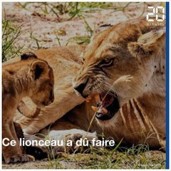 Qu'ils sont beaux les animaux de la semaine !