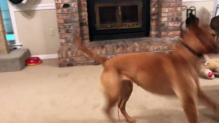 Comment jouer avec son chien et son chat en même temps