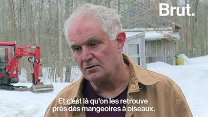 VIDEO - Rencontre avec Ben Kilham, l’homme qui murmurait à l’oreille des ours