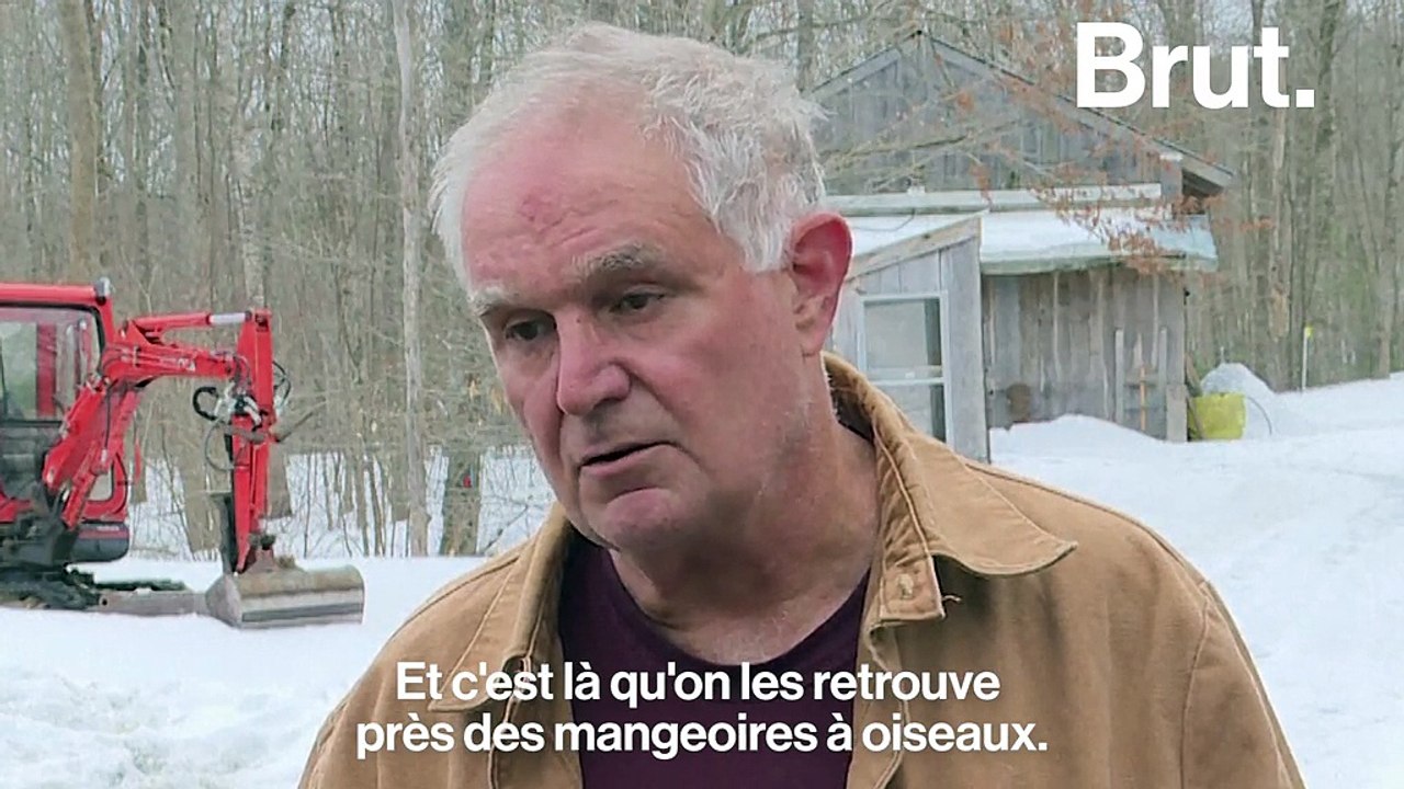 VIDEO - Rencontre avec Ben Kilham, l’homme qui murmurait à l’oreille des ours