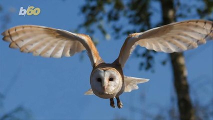 After Owls Were Criticized J.K. Rowling Had This to Say