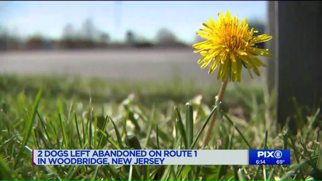 Good Samaritan Rescues 2 Dogs Abandoned on Side of the Road