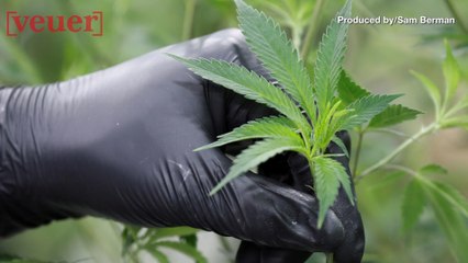 Middle School Students Get Sick From Fake 'Marijuana Laced Cheetos'