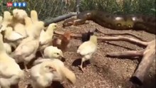 Huge Anaconda Snake Breaks Into Chicken Coop_What Happen Is Mind Blowing!