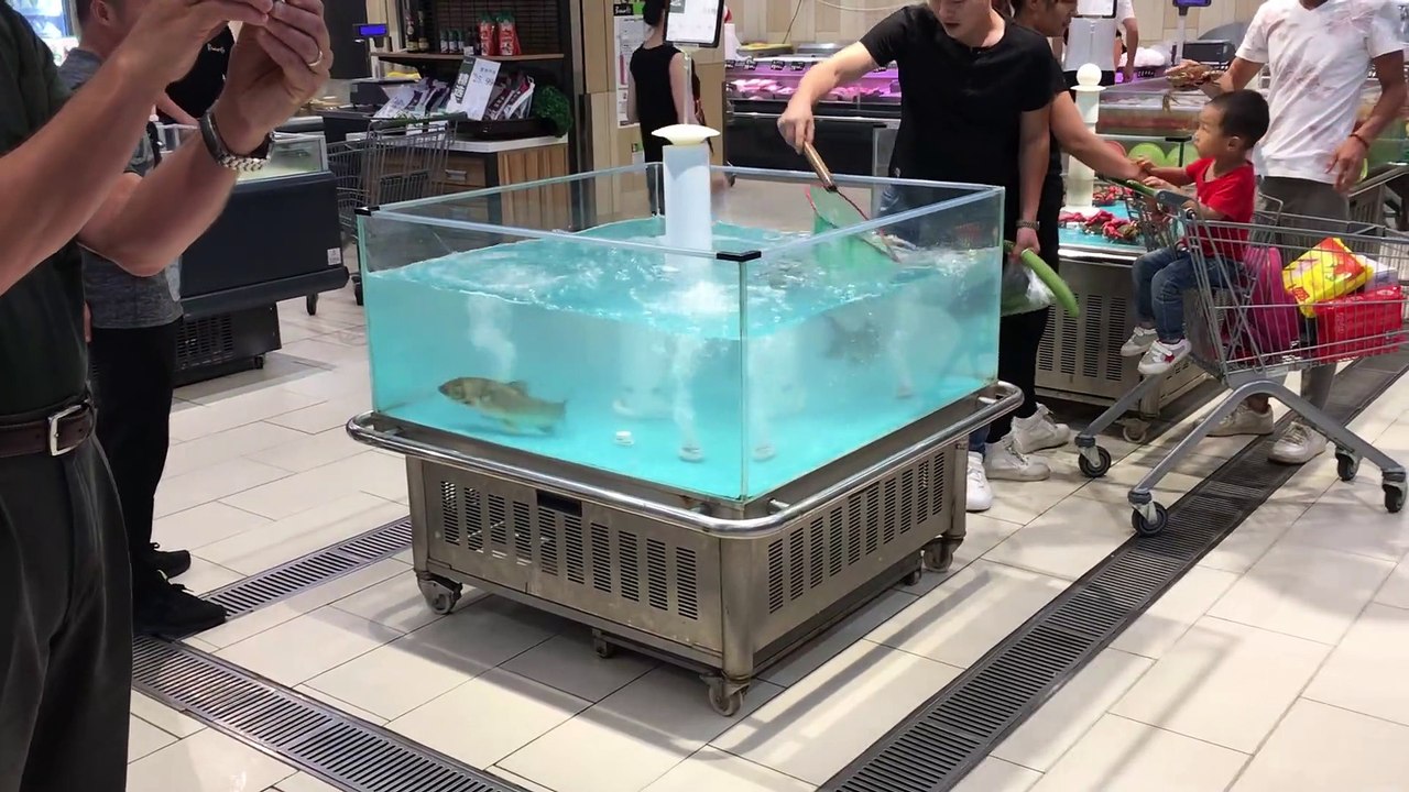 Insolite : un poisson saute dans un caddie de supermarché