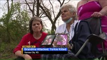 63-Year-Old Woman Says 2 Dogs Attacked Her, Killed Her Yorkie on Nightly Walk