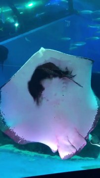 Une raie tente de manger un calamar dans un aquarium. Scène impressionnante