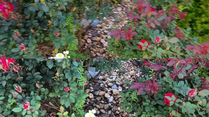 Moto G6 Vs iPhone 8 Camera Test