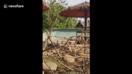 Monkey slaps down drone flying in zoo enclosure