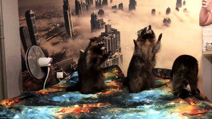 Bubble Time with Raccoons