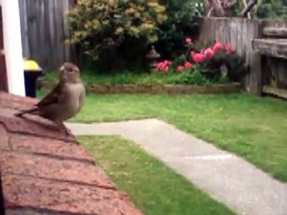 180428 Hetty Housesparrow at her smartest