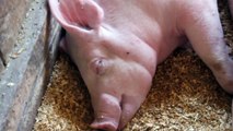 Scientists Kept Pig Brains 'Alive' Outside The Body For 36 Hours