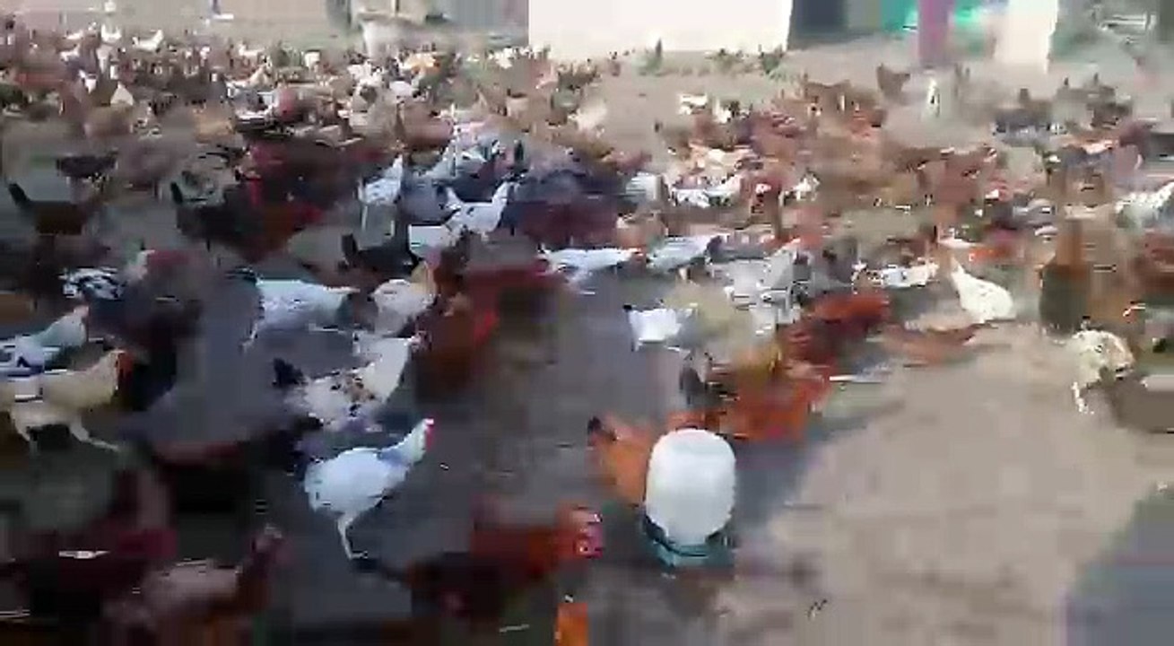 Gallinero extremo