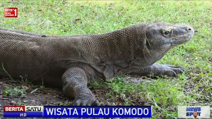 Pesona Keindahan Alam Liar Pulau Komodo