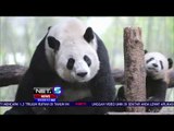 Sayembara Memberi Nama Pada Panda -NET5