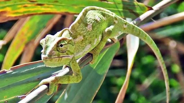 Odgłosy zwierząt dla dzieci | Polska wymowa nazw zwierząt