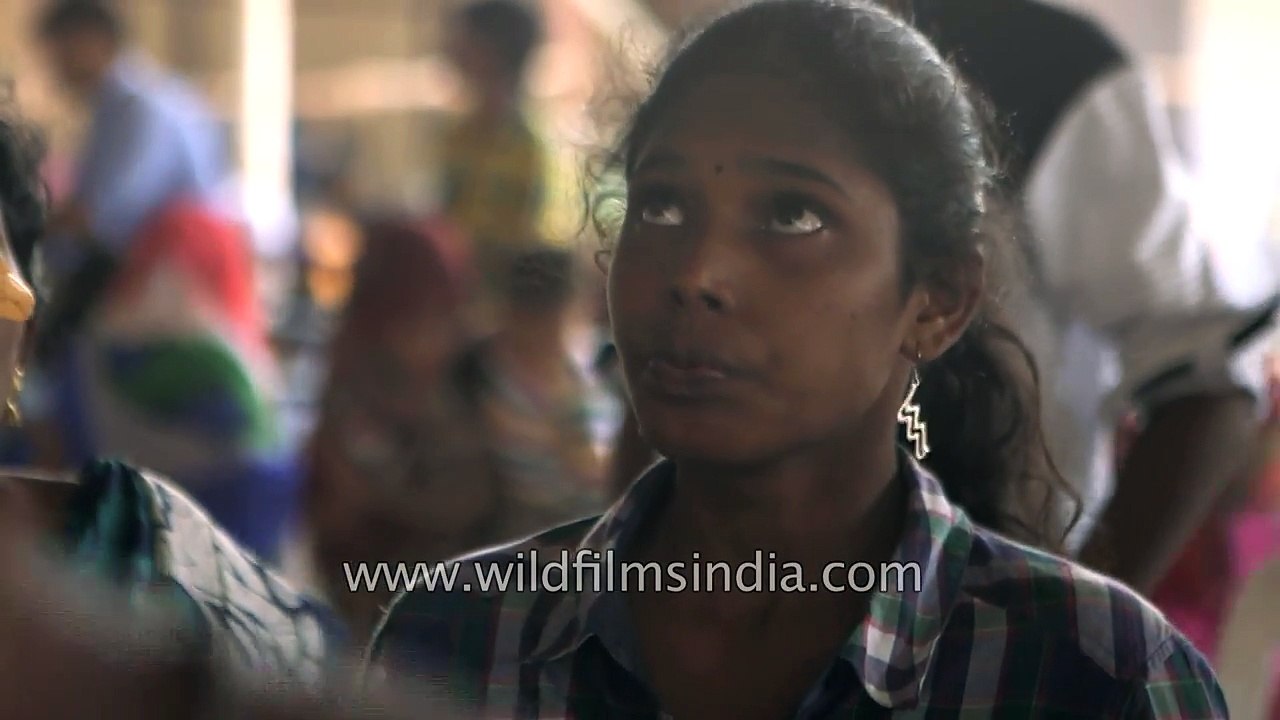 Indians swallow fish filled with medicine to cure asthma