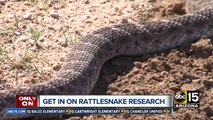 Tracking hotspots for rattlers around the Valley