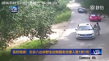 Tigre ataca a dos mujeres en un parque de Beijing丨CGTN en Español