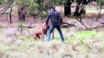 Hombre australiano da un puñetazo a un canguro para salvar a su perro丨CGTN en Español