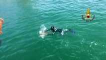 Puglia: trovata tartaruga marina ferita, salvata in tempo dai Vigili del Fuoco