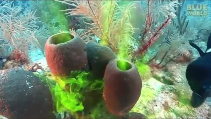 Try Not To Laugh ★2 (100% IMPOSSIBLE)