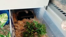 Feed My Pet Friday: Hognose Snakes II