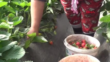 Aydın Çilek 2 Köyün Geçim Kaynağı