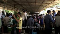 Thousands line up for fish medicine- Hyderabad