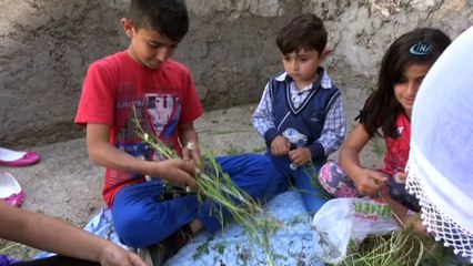 Gercüş'te vatandaşlar şifa için papatya topluyor