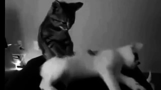 Funny Cat Videos   1 minute Watch it