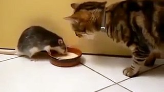 The real life tom and jerry