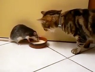 The real life tom and jerry