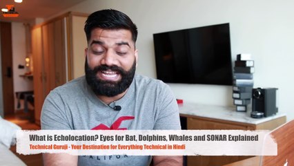 What is Echolocation- Eyes for Bats, Dolphins, Whales and SONAR Explained