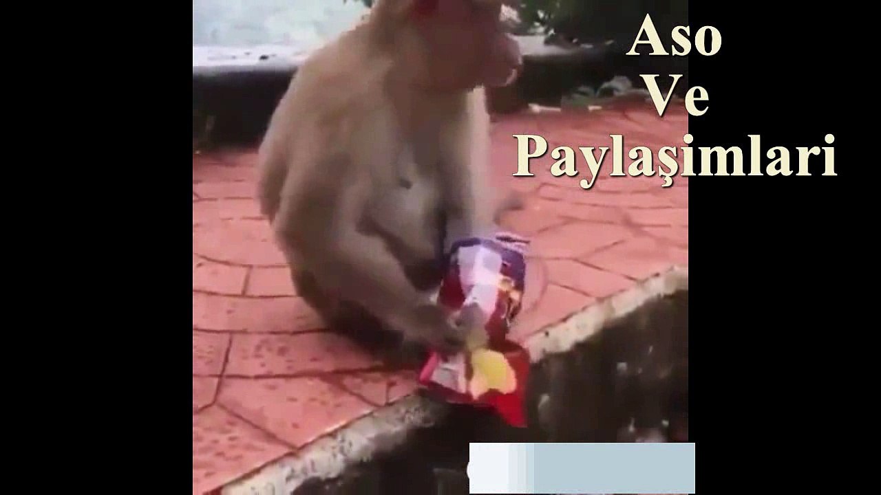Kürtçe Dublaj Maymun Goşte Sor.Aso ve Paylaşımları